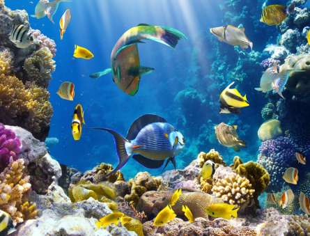 Фотошпалери Рибки під водою Фотошпалери Рибки під водою