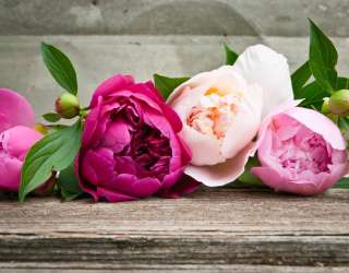 Фотошпалери рожеві півонії 20628