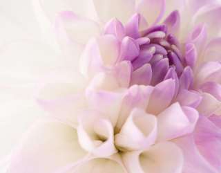 Фотошпалери біло-бузковий квітка 20788