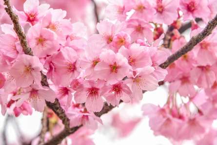 Фотошпалери дві гілки сакури Фотошпалери дві гілки сакури