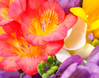 Фотообои Закругленные тюльпаны 5891