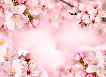 Фотошпалери Квіти Фотошпалери Квіти