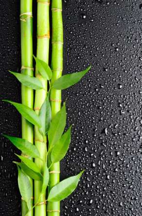 Фотошпалери Бамбук з краплями Фотошпалери Бамбук з краплями