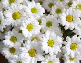 Фотошпалери Ромашки білі 22813