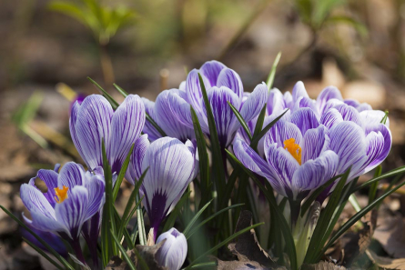 Фотошпалери Крокуси фіолетові Фотошпалери Крокуси фіолетові
