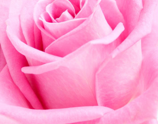 Фотообои Макро-съемка розы 9967