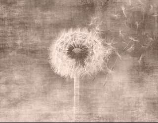 Фотошпалери Кульбаба сепія 30827