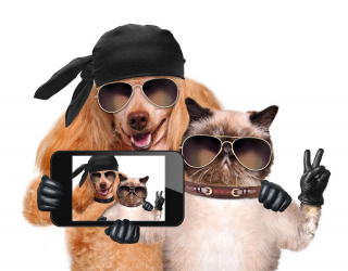 Фотообои кот с собакой делают селфи 20754