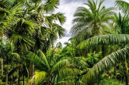 Фотошпалери тропіки