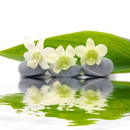 Фотошпалери Білі нарциси Фотошпалери Білі нарциси