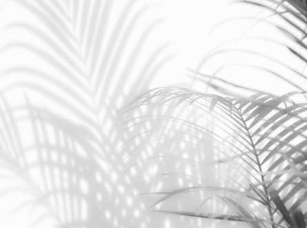 Фотошпалери листя пальми