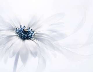 Фотошпалери Макро квітка 28955