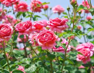 Фотошпалери кущі троянд 21430