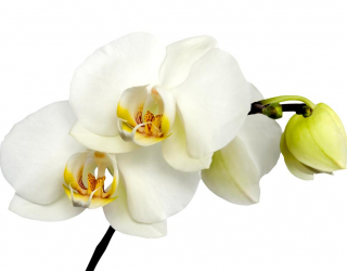 Фотообои Орхидеи желто-белые 8225