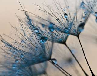 Фотошпалери кульбаби 24715