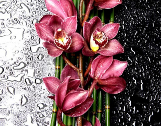 Фотошпалери Бордові орхідеї 8450