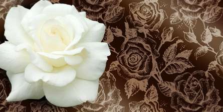 Фотошпалери Величезна біла троянда і патерн Фотошпалери Величезна біла троянда і патерн