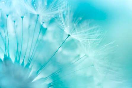 Фотошпалери Кульбаба в небі