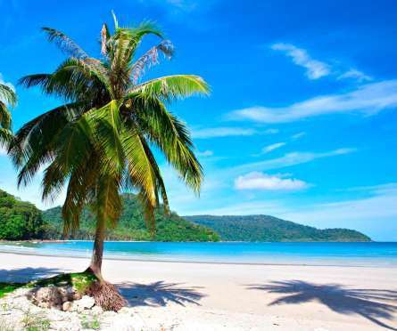 Фотошпалери Пальма на пляжі Фотошпалери Пальма на пляжі