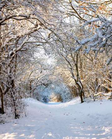 Фотообои Пришла зима Фотообои Пришла зима
