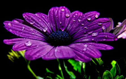 Фотообои Фиолетовый цветок