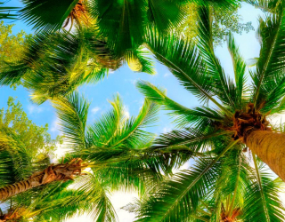 Фотообои Высокие пальмы 1284