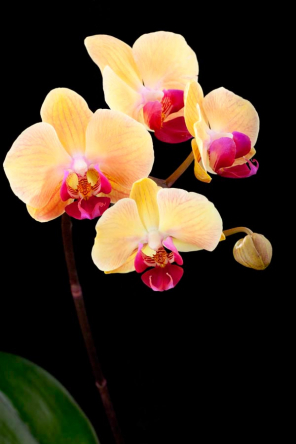 Фотообои Кремово-бежевые орхидеи