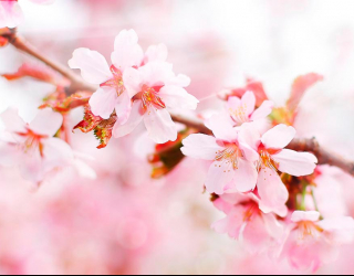 Фотообои Цветущая розовая вишня 1495