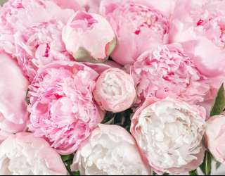 Фотошпалери Рожеві півонії 24726