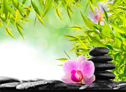 Фотошпалери Рожеві квіти Фотошпалери Рожеві квіти