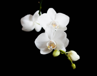Фотообои орхидея 27127