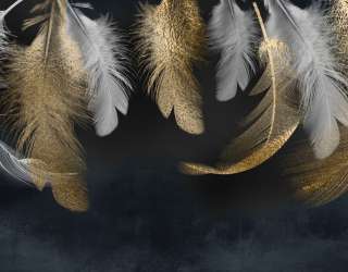 Фотошпалери золоті пір'я на чорному 24995g