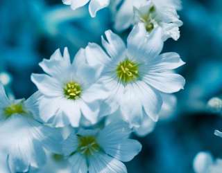 Фотошпалери Зірочник 21304