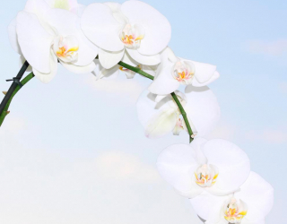 Фотообои Ветка белоснежных орхидей 7398