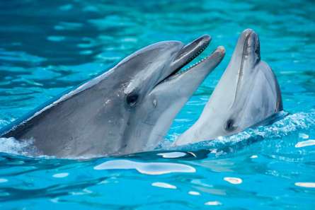 Фотообои Нежность дельфинов Фотообои Нежность дельфинов