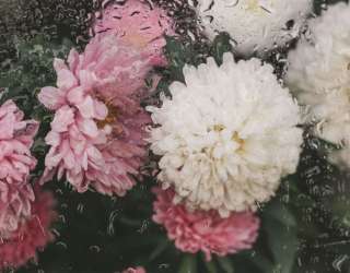 Фотошпалери Хризантеми з краплями дощу 33778