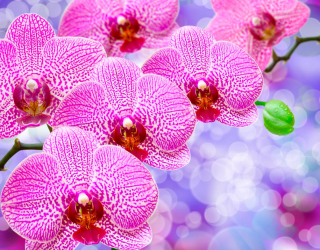 Фотообои Орхидеи распустились розовые 7776