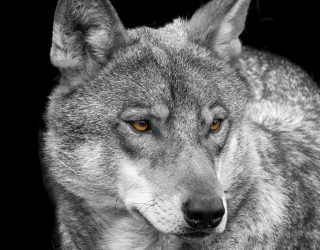 Фотообои белый волк 20819