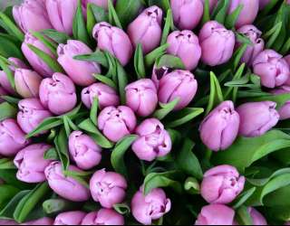 Фотошпалери Букет фіолетових тюльпанів 28881