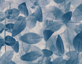 Фотообои серо-голубые листья 20629