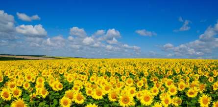 Фотошпалери соняшники і блакитне небо Фотошпалери соняшники і блакитне небо