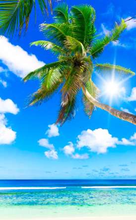 Фотошпалери Опівдні, море, пальми Фотошпалери Опівдні, море, пальми