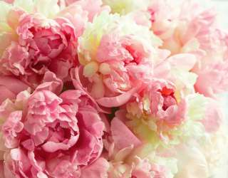 Фотошпалери півонії яскраві 26353