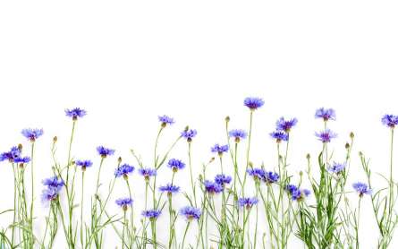 Фотошпалери Волошки сині Фотошпалери Волошки сині