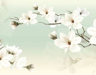 Фотошпалери Магнолії на зеленому фоні 24217