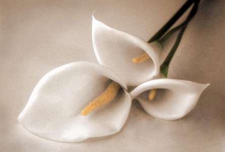 Фотошпалери біла лілія Фотошпалери біла лілія