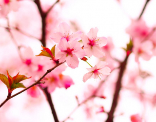 Фотообои Цветы вишни весной 3143