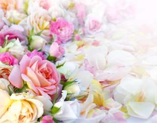 Фотошпалери ніжні троянди 20696