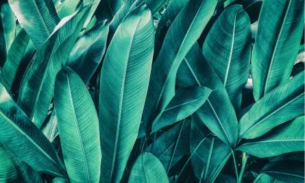 Фотошпалери бананове листя Фотошпалери бананове листя