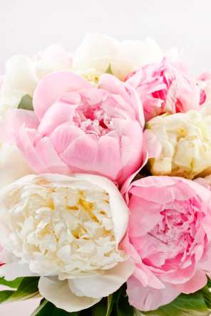 Фотообои Пионы белые и бежевые